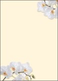 Sigel Design Papier A4 90gr White Orchid à 50