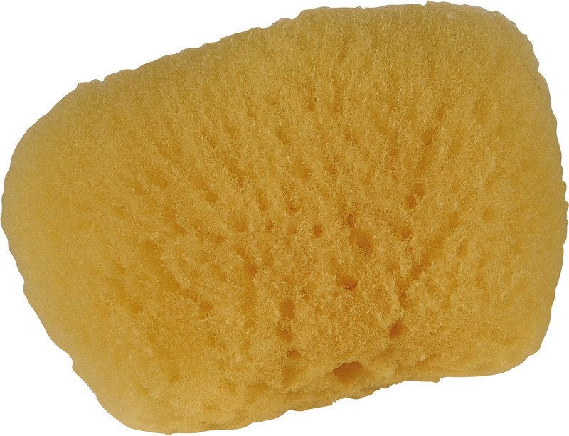 Zimocca éponge naturelle No. 6, Ø ca. 6cm, pores fins Pic1