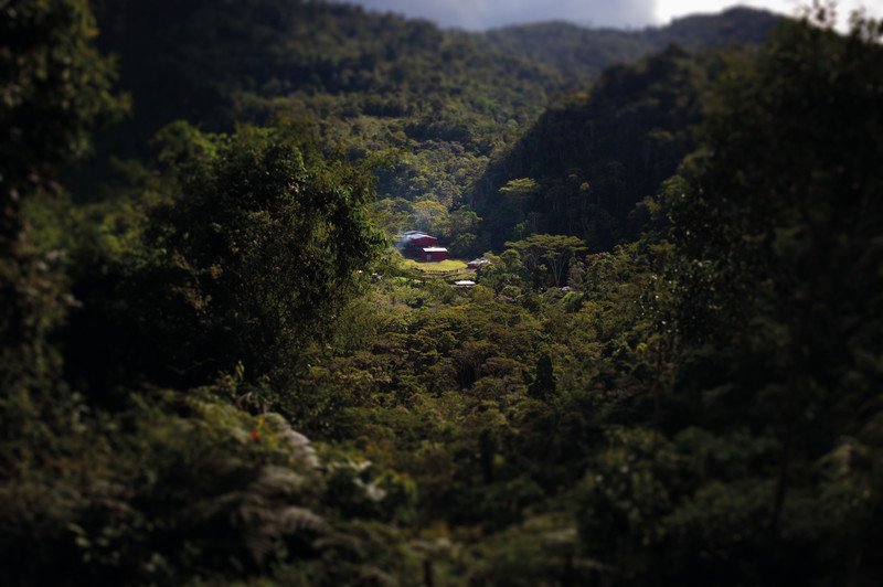 Tropical Mountains Bohnenkaffee Mafioso Pic4