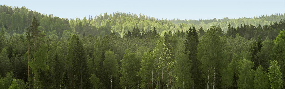 Finnische Waldlandschaft